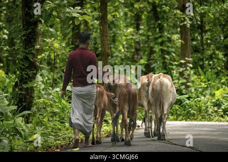 Ein Hirte, der Rinder auf einer Forststraße führt, umgeben von der Natur, Dhaka, Bangladesch Stockfoto