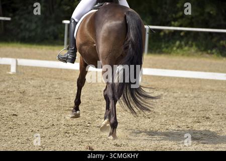Nahaufnahme eines Dressurtests auf einer Pferdeschau mit Schwerpunkt Beine und Hufe sowie der Boden in der Dressurarena Rheinland-Pfalz Stockfoto