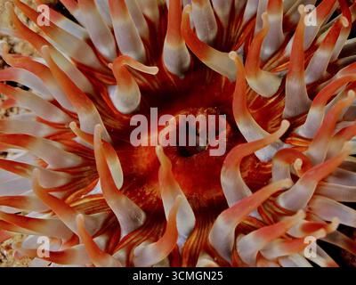 Nahaufnahme von Tentakeln einer rot-orangen Seeanemone, Dahlianemone (Urticina felina) Tauchplatz Maharees Islands, Castlegregory, Co. Kerry, Irische See Stockfoto