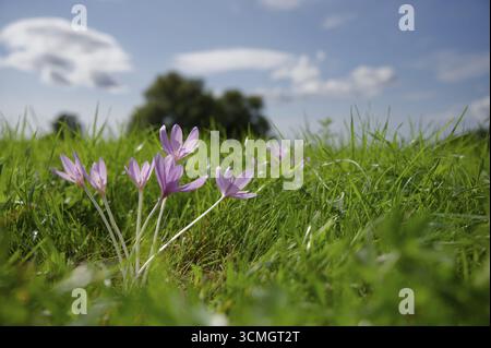 Herbstkrokus (Colchicum autumnale), Herbstbote, Jahreszeit, Herbst, Zwiebelpflanze, giftig, Schwäbisch Hall, Wolken, Wiese, Hohenlohe, Deutschland Stockfoto