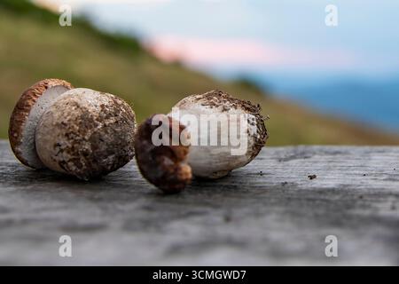 Frisch gepflückte Steinpilze auf einem Holztisch mit unscharfem natürlichen Hintergrund. Konzept der Bio-Lebensmittel, gesunde Ernährung, wilde Ernte, und Stockfoto