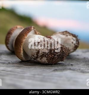Frisch gepflückte Steinpilze auf einem Holztisch mit unscharfem natürlichen Hintergrund. Konzept der Bio-Lebensmittel, gesunde Ernährung, wilde Ernte, und Stockfoto