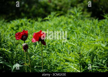 Leuchtend rote Mohnblumen im üppig grünen Garten. Stockfoto
