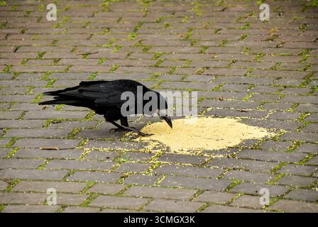 Schwarze Krähe isst Körner auf der Kopfsteinpflasterstraße mit Moos. Stockfoto
