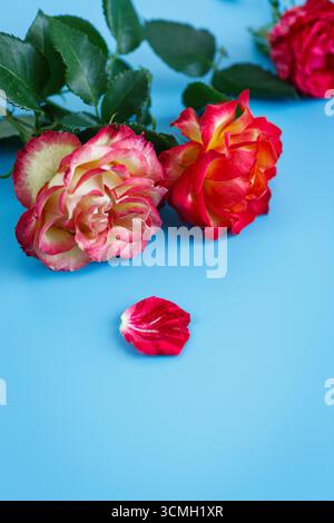 Schöne frische Rosen auf himmelblauer Oberfläche. Stockfoto
