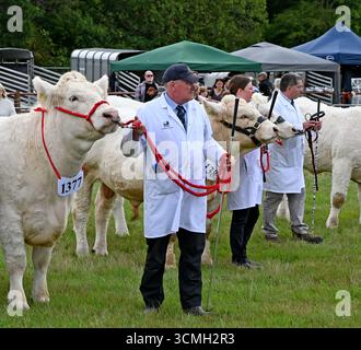 Romsey zeigt Viehurteile Stockfoto