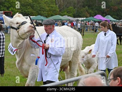 Romsey zeigt Viehurteile Stockfoto
