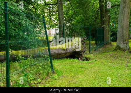 Großer, mit Moos bedeckter, gefallener Baum, der über einem gebogenen Metallzaun in einem grünen Parkwald liegt und die Kraft der Natur und den Einfluss der städtischen Landschaft zeigt Stockfoto