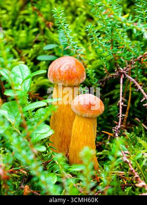 Zwei Aureoboletus projectellus bolete Pilze mit hohen gelben Stängeln und rötlich-braunen Kappen, die nebeneinander zwischen grünem Moos und Waldpflanzen wachsen Stockfoto