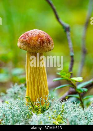 Nahaufnahme von Aureoboletus projectellus, einem Boletenpilz mit hohem gelbem Stiel und brauner Kappe, der zwischen Moos im Wald wächst Stockfoto