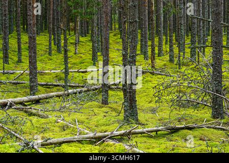 Malerische Wälder mit einem üppig grünen Moosteppich, umgestürzten Bäumen und hohen Kiefernstämmen schaffen eine ruhige und natürliche Waldatmosphäre Stockfoto