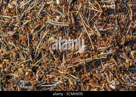 Eine detaillierte Nahaufnahme einer Ameisenkolonie aus rotem Holz auf einem Waldhügel mit unzähligen Ameisen, die sich über Zweige, Kiefernnadeln und organisches Material bewegen Stockfoto