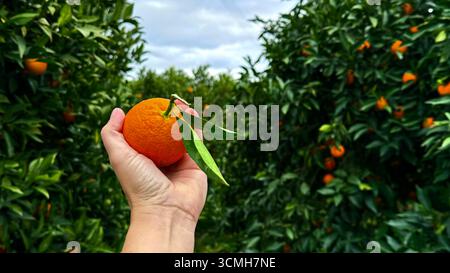 Frische Orange von Hand in üppiger Citrus Orchard Stockfoto