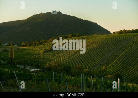 Hügel, die bei Sonnenuntergang mit sonnendurchfluteten Weinbergen bedeckt sind und zu einem markanten Hügel mit einer Kirche führen, was eine ruhige, malerische Landschaft und Captu schafft Stockfoto