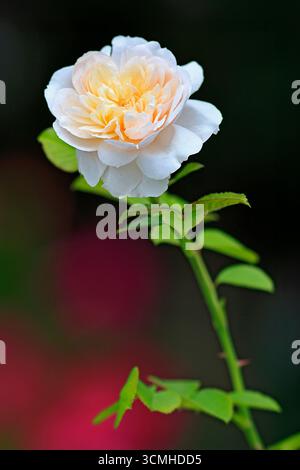 Eine wunderschöne englische Rose mit weißen und zarten gelben Farben Stockfoto