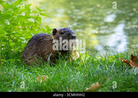 Ein kleines Tier sitzt im Gras an einem Gewässer Stockfoto