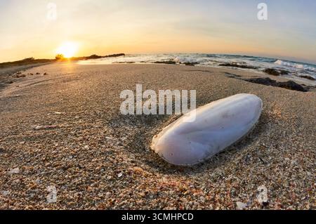 Tintenfisch (Sepia officinalis) Knochen bei Sonnenuntergang am Strand von SES Platgetes (es Caló, Formentera, Balearen, Mittelmeer, Spanien) Stockfoto
