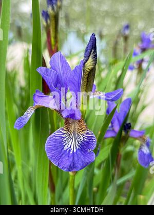 Blumen Iris wachsen auf dem Damm der Stadt. Blumen in der Stadtlandschaft Stockfoto