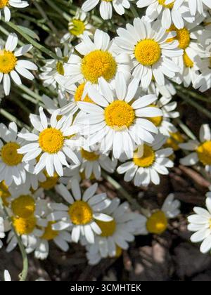 Nahaufnahme von Kamillenblüten Stockfoto