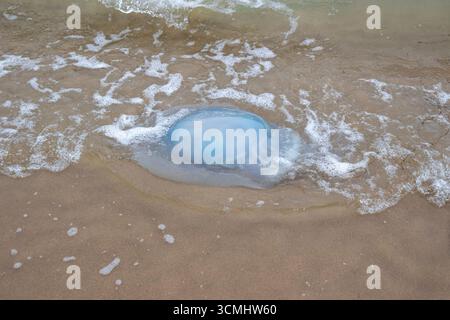 Nahaufnahme einer Qualle, die an einem britischen Strand angespült wurde, mit Meerwasser, das um seinen Körper schwebt, Stockfoto
