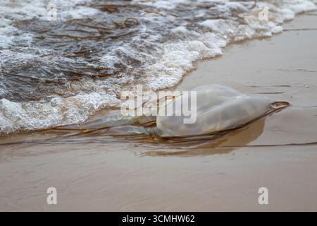 Nahaufnahme einer isolierten Tonnenqualle (Rhizostoma pulmo), die an einem britischen Strand mit Meerwasser um den Körper und acht Rüschenentakeln/Armen gespült wurde. Stockfoto