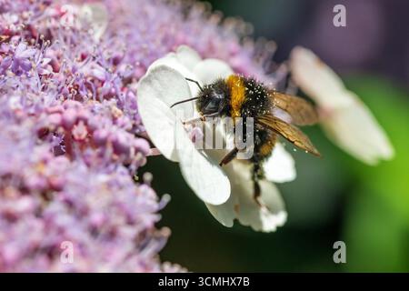 Biene bedeckt mit Pollen auf einer Hortensie. Stockfoto