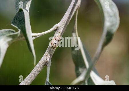 Kleine springende Spinne, die auf einer weinenden Birne sitzt. Stockfoto