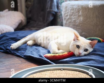 Meine verwöhnten Katzen Stockfoto