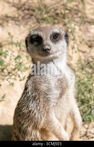 Mulhouse, Frankreich - Blick auf einen Erdmännchen, der auf seinen Hinterbeinen steht und seitlich im zoologischen und botanischen Garten in Mulhouse liegt. Stockfoto