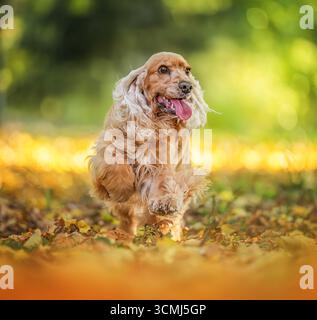Glücklicher Hund, der die Herbstsaison in der Natur mit lebhaftem Laub genießt Stockfoto