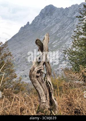 Dramatischer Baumstumpf vor Bergkulisse - Nahaufnahme eines alten, knorrigen Baumstumpfes in einer üppigen Landschaft mit einem majestätischen, zerklüfteten Berg Stockfoto