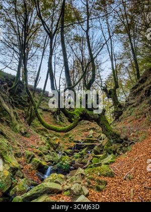 Uralter moosiger Waldbach im Herbst - Ein vertikaler Schuss eines mystischen Waldbaches mit lebhaften Herbstblättern, moosigen Felsen und knorrigen, verdrehten Bäumen Stockfoto
