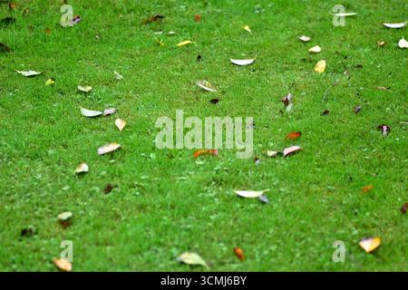 Bunte Herbstblätter auf frischem, grünem Gras, symbolisieren den jahreszeitlichen Wandel, die Naturzyklen und die Schönheit des Herbstblattes in einem einfachen natürlichen c Stockfoto