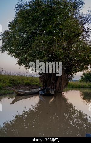 Traditionelle Holzboote ruhen unter einem großen Baum in einem ruhigen Feuchtgebiet, Gowainghat, Sylhet, Bangladesch Stockfoto