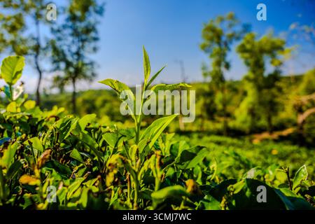 Nahaufnahme von frischen Teeblättern in einem lebhaften Teegarten in Sylhet, Bangladesch Stockfoto