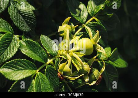 Wilde Rosenfrüchte am Busch. Grüne Rosenhüften wachsen im Sommersonnenlicht. Natürliche Kräutermedizin und Vitaminquelle. Pflanzliche Früchte in ökologischer Umgebung. Stockfoto