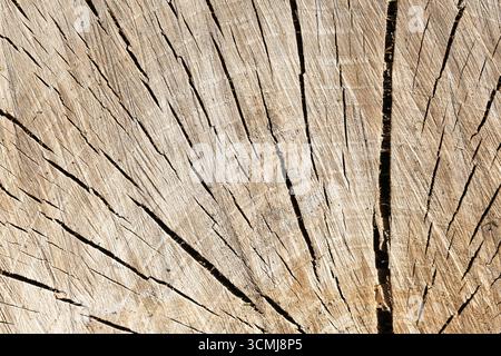 Nahaufnahme des Baumstammabschnitts. Holzringe und Risse Textur Hintergrund. Details aus Naturholz. Forstwirtschaft und umweltfreundliche Oberflächengestaltung. Stockfoto