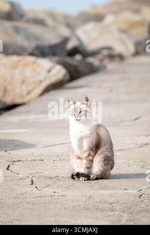 Eine siamkatze, die sich auf einem Betonmole sonnt, Urban Wildlife Stockfoto