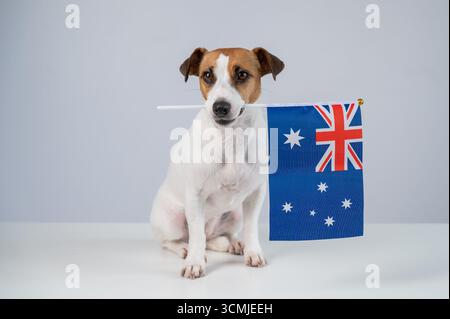 Jack Russell Terrier Dog Hält Australische Flagge. Stockfoto