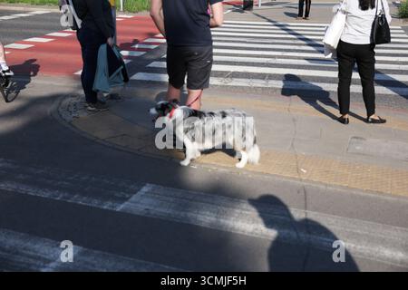 Ein Border Collie Hund läuft mit Menschen über einen Fußgängerübergang und wirft Schatten auf die Straße. Ideal für Themen des städtischen Lebens, des Tierbesitzes und Stockfoto