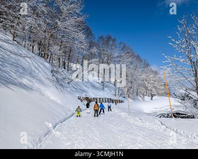 Skifahrer auf einer präparierten Piste durch einen verschneiten Wald an einem klaren Tag in Nagano Stockfoto