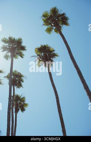 Flacher Blick auf hohe Palmen vor blauem Himmel an einem sonnigen Tag, Beverly Hills, Los Angeles, Kalifornien, USA Stockfoto