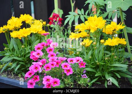 Bunte Blumen wachsen im Topf Stockfoto