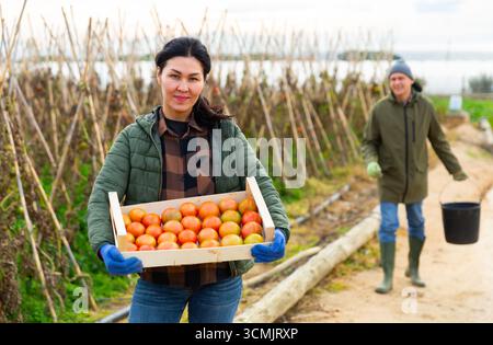 Asiatische Gärtnerin, die eine Schachtel mit Tomaten hält Stockfoto