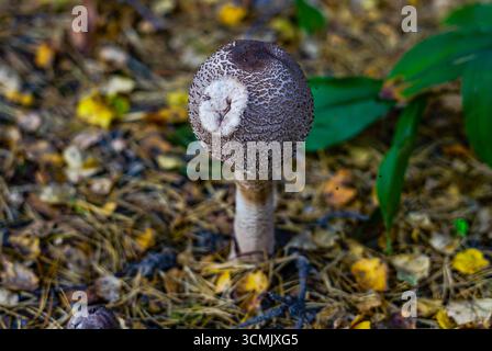 Riesenschirmpilz in seinem natürlichen Lebensraum. Stockfoto