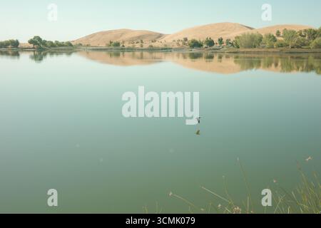 Sommerblick auf das Contra Loma Reservoir im East Bay Regional Park District. Die Fotos zeigen goldene Hänge, stille Wasserspiegelungen. Stockfoto