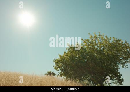 Goldene grasbewachsene Hügel von Contra Loma in den East Bay Regional Parks, Kalifornien, gefangen unter klarem Himmel und weichem Licht. Stockfoto