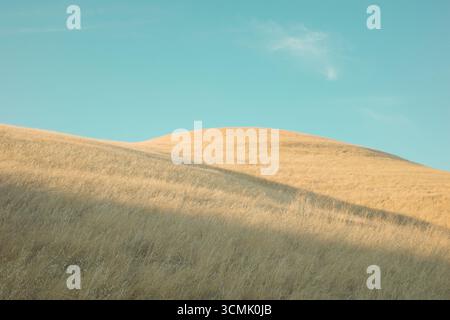 Goldene grasbewachsene Hügel von Contra Loma in den East Bay Regional Parks, Kalifornien, gefangen unter klarem Himmel und weichem Licht. Stockfoto