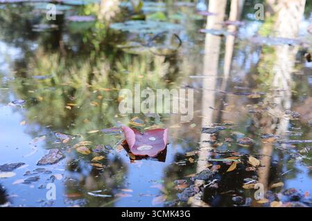 Glasklare Wasseroberfläche mit Wassertropfen auf Seerosenpolster und Reflexion der tropischen Baumszene Stockfoto
