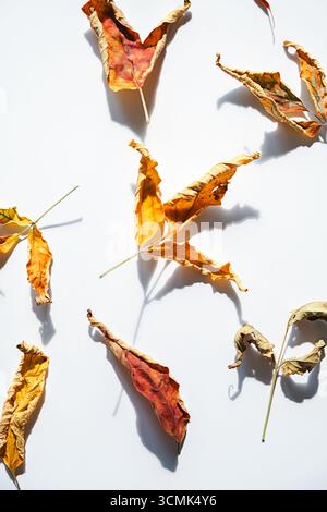 Getrocknete Herbstkastanienblätter, die ein natürliches Erdmuster auf sauberem weißem Hintergrund erzeugen. Saisonale organische Textur für Tapeten. Stockfoto